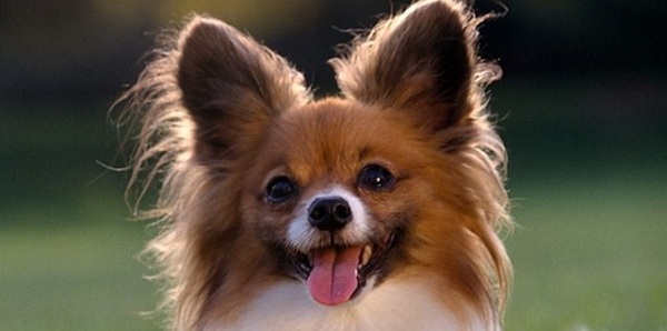 Международная выставка собак «РКК – 2015»