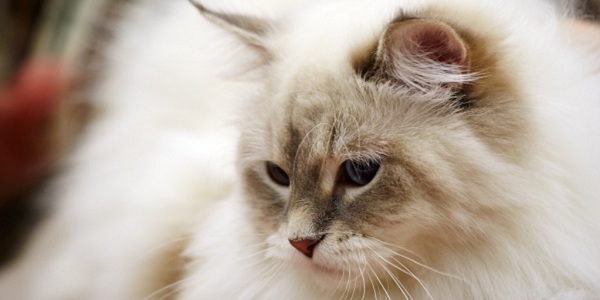 Международная выставка кошек «Зимний Гла-Мурр – 2015»