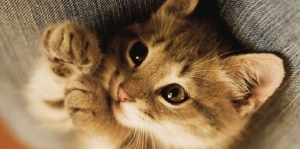 Выставка-продаж котят «Зимний парад – 2015»