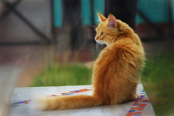 «Кот» — мастер-класс по пастельной живописи