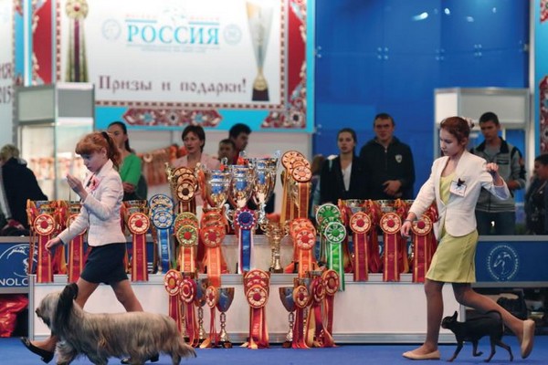 Международная выставка собак «World Dog Show – 2016» в МВЦ «Крокус-Экспо»