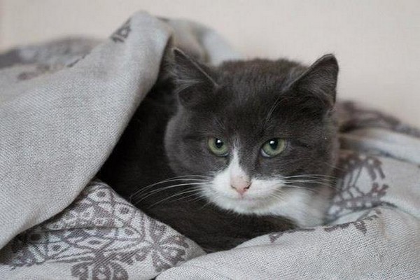 Благотворительная выставка кошек «Каждой кошке нужен дом» в туристическом клубе «Перово»