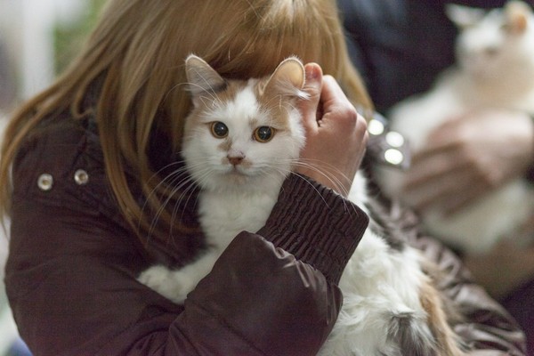 Благотворительная выставка кошек «Каждой кошке нужен дом» в туристическом клубе «Перово»