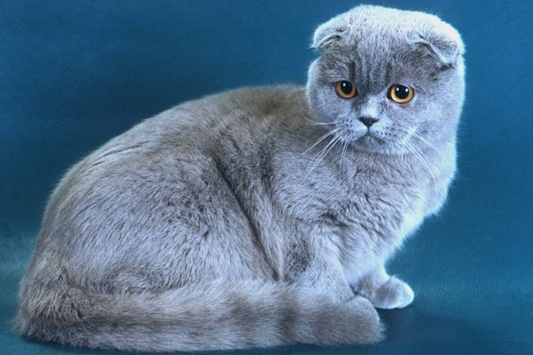 Выставка кошек «Кэт-Салон-Сентябрь»