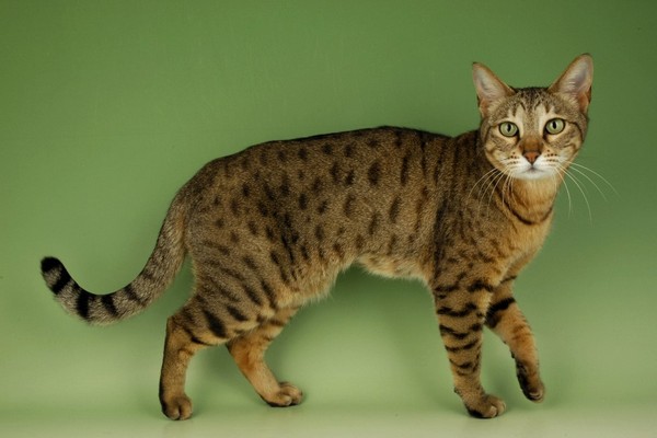 Выставка кошек «Кэт-Салон-Сентябрь»