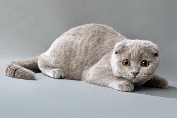 Выставка кошек «Кэт-Салон-Сентябрь»