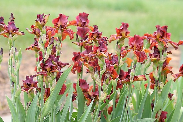 Выставка «Коллекционные сады-питомники. Весна 2016» на ВДНХ