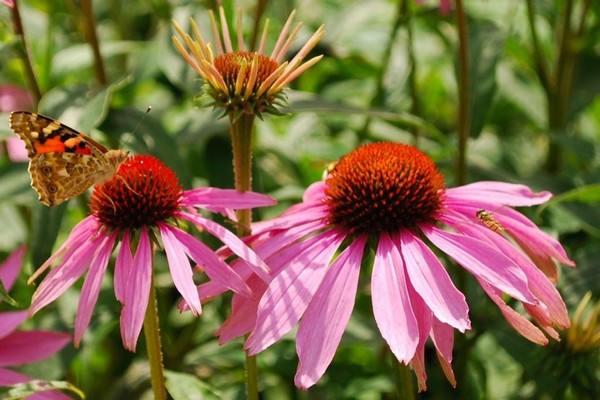 Выставка «Коллекционные сады-питомники. Весна 2016» на ВДНХ