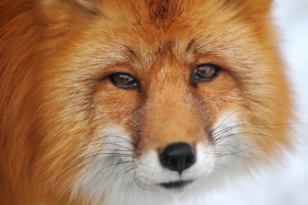 Фотовыставка «Фотография как образ мира – 2016» в Центральном доме художника