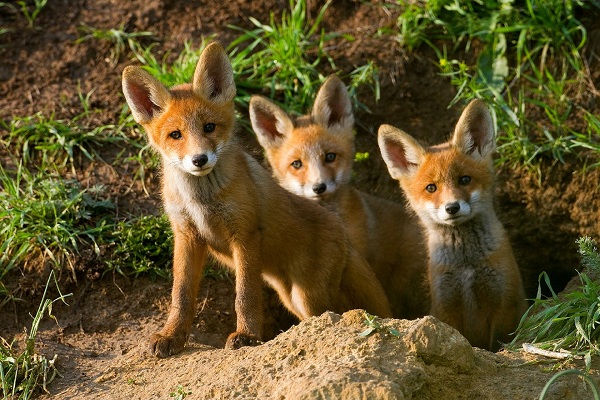 Фотовыставка «Лес — наш дом» в Парке «Сокольники»