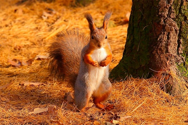 Фотовыставка «Лес — наш дом» в Парке «Сокольники»