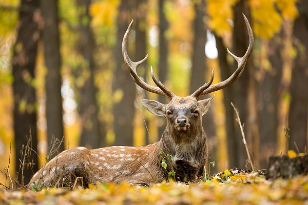 Фотовыставка «Лес — наш дом» в Парке «Сокольники»