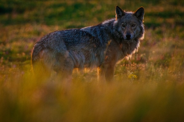 Фотовыставка «Лес — наш дом» в Парке «Сокольники»