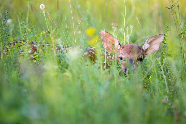 Фотовыставка «Лес — наш дом» в Парке «Сокольники»