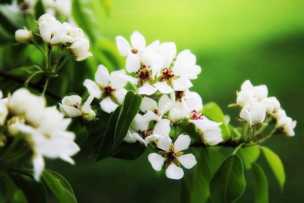 Фотовыставка «Цветы. Грани прекрасного. Фотоработы Кидары Диаманты» в Театральной школе музея-заповедника «Люблино»