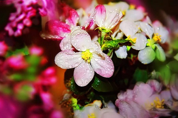 Фотовыставка «Цветы. Грани прекрасного. Фотоработы Кидары Диаманты» в Театральной школе музея-заповедника «Люблино»