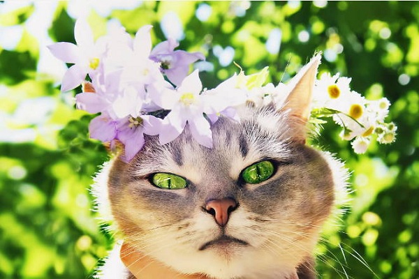 Фотовыставка «Цветы. Грани прекрасного. Фотоработы Кидары Диаманты» в Театральной школе музея-заповедника «Люблино»