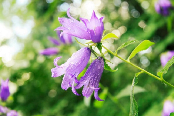 Фотовыставка «Цветы. Грани прекрасного. Фотоработы Кидары Диаманты» в Театральной школе музея-заповедника «Люблино»