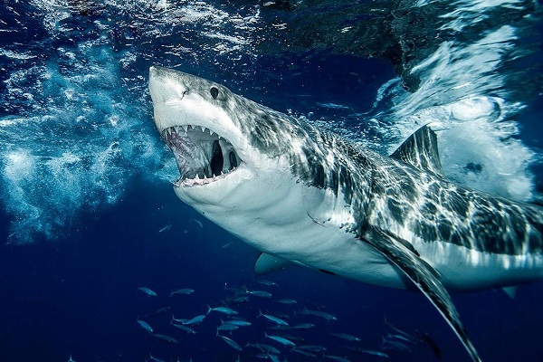 II Фестиваль подводной фотографии «Дикий подводный мир» в Государственном Дарвиновском музее
