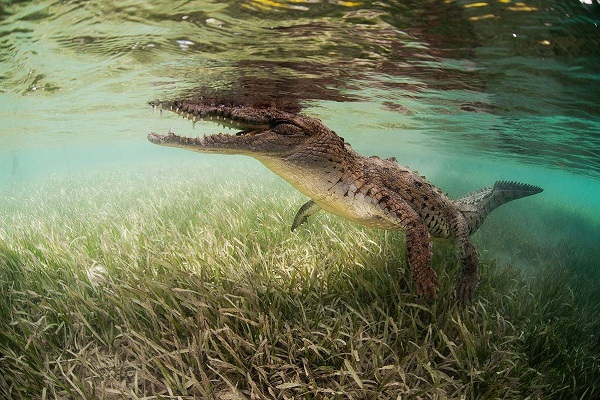 II Фестиваль подводной фотографии «Дикий подводный мир» в Государственном Дарвиновском музее