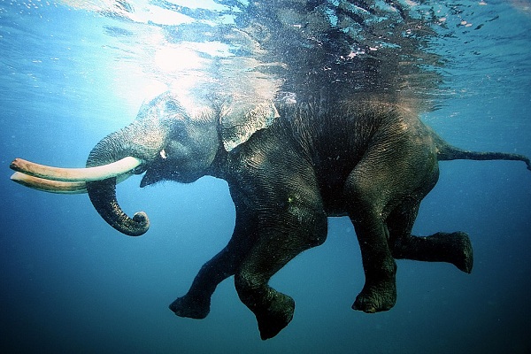 II Фестиваль подводной фотографии «Дикий подводный мир» в Государственном Дарвиновском музее