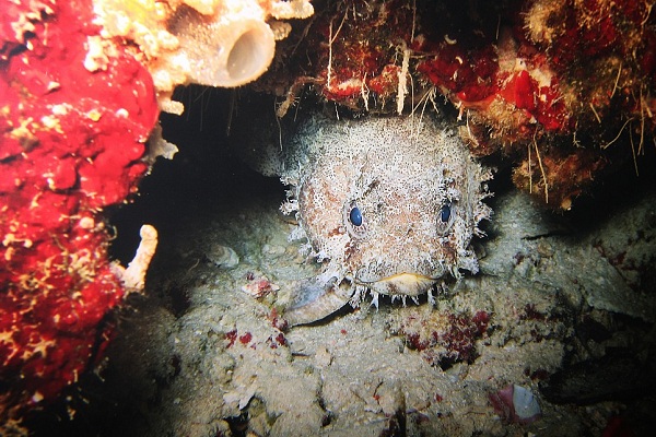 II Фестиваль подводной фотографии «Дикий подводный мир» в Государственном Дарвиновском музее