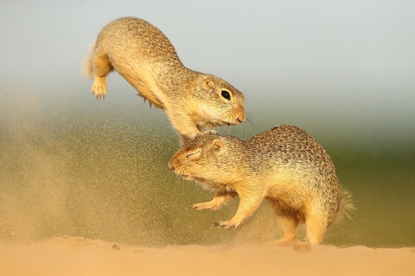 Х Московский фестиваль дикой природы «Золотая черепаха — 2016» в ЦВЗ «Манеж»