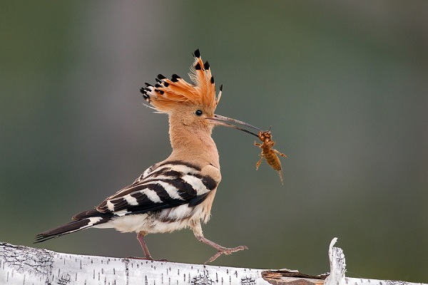 Х Московский фестиваль дикой природы «Золотая черепаха — 2016» в ЦВЗ «Манеж»