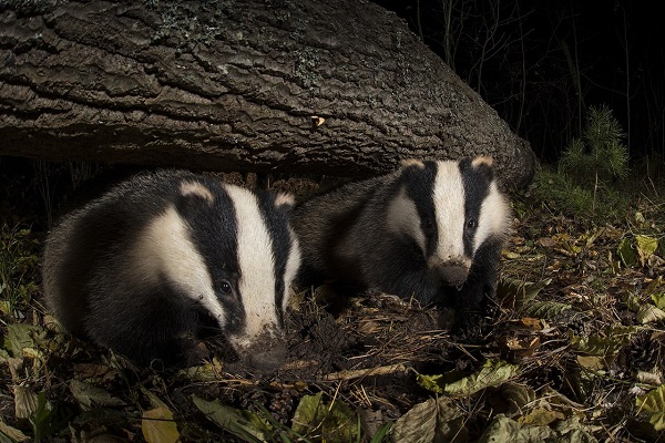 Х Московский фестиваль дикой природы «Золотая черепаха — 2016» в ЦВЗ «Манеж»
