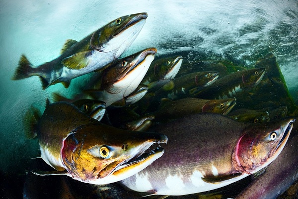 Х Московский фестиваль дикой природы «Золотая черепаха — 2016» в ЦВЗ «Манеж»