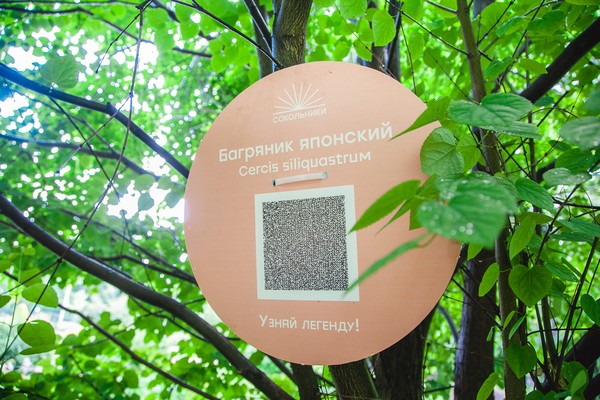 Таблички с QR-кодами помогут узнать легенды деревьев парка «Сокольники»