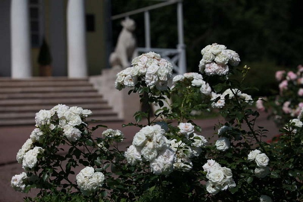 Царские цветники музея-заповедника «Коломенское»