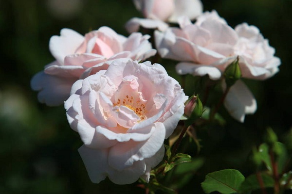Царские цветники музея-заповедника «Коломенское»