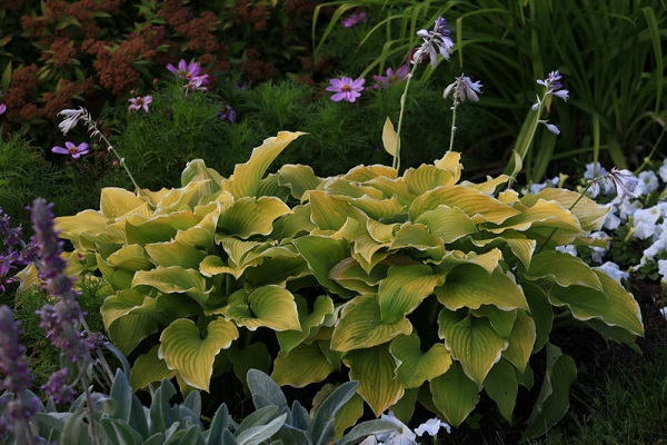 Царские цветники музея-заповедника «Коломенское»