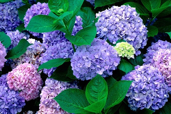 Серия выставок «Цветы наших садов — 2016» в Биологическом музее им. Тимирязева