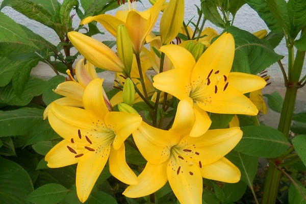 Серия выставок «Цветы наших садов — 2016» в Биологическом музее им. Тимирязева