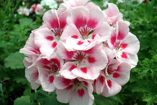 Серия выставок «Цветы наших садов — 2016» в Биологическом музее им. Тимирязева