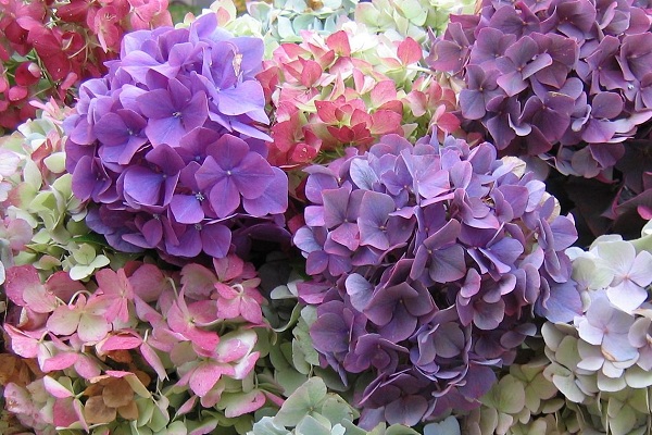 Выставка «Гортензии» в Биологическом музее им. К. Тимирязева