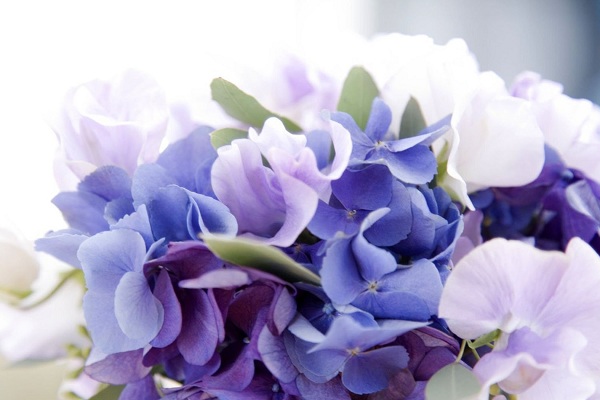 Выставка «Гортензии» в Биологическом музее им. К. Тимирязева