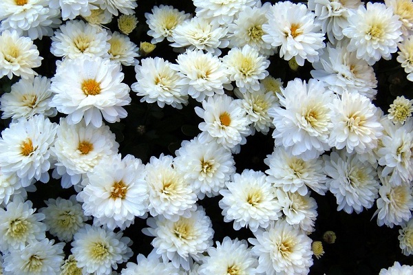 Выставка «Цветы осени — 2016» в музее им. К. Тимирязева