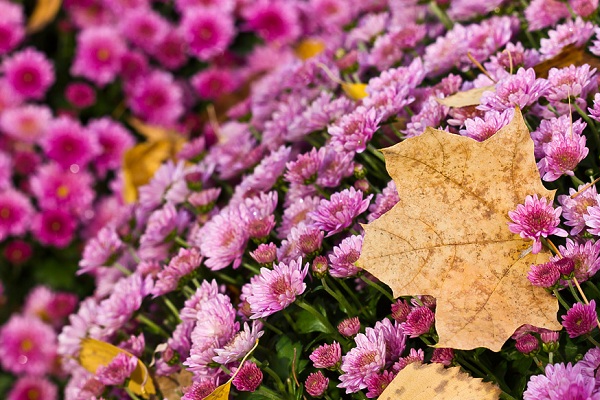 Выставка «Цветы осени — 2016» в музее им. К. Тимирязева