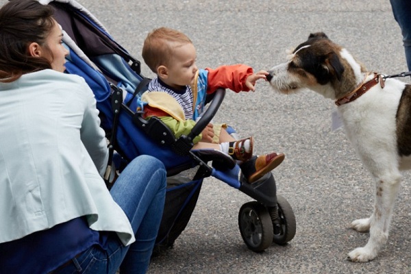 Выставка бездомных животных «Надо брать! Осенью»