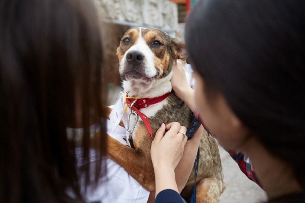 Выставка бездомных животных «Надо брать! Осенью»