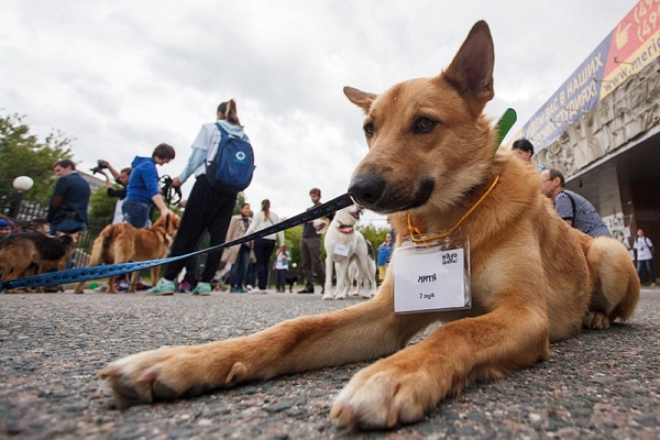 Выставка бездомных животных «Надо брать! Осенью»