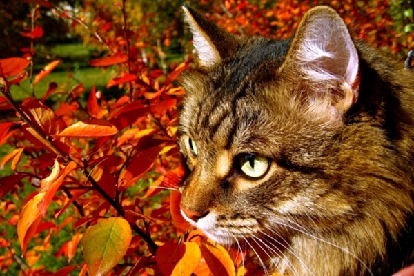 Международная выставка кошек «РосКошная Осень»