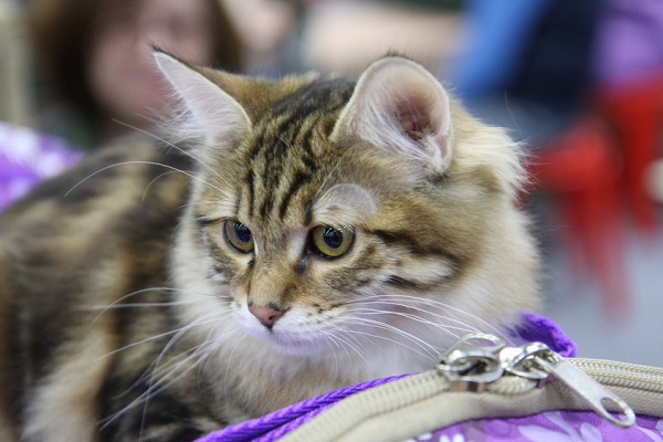 Международная выставка кошек «РосКошная Осень»