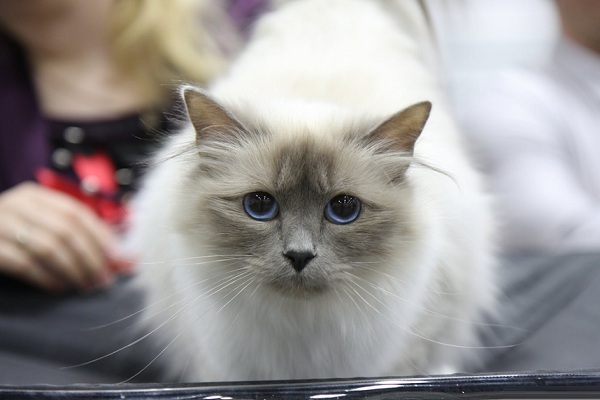 Международная выставка кошек «РосКошная Осень»