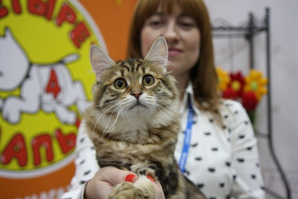 Международная выставка кошек «РосКошная Осень»