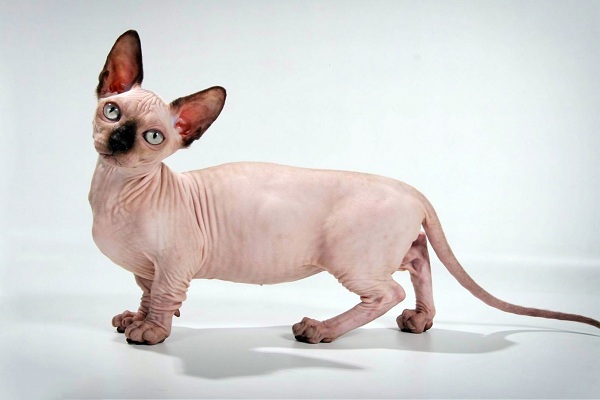 Международная выставка кошек «Grand Prix Royal Canin»