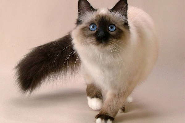 Международная выставка кошек «Grand Prix Royal Canin»